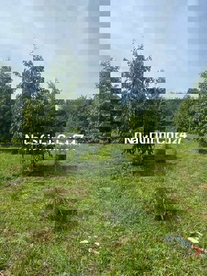 Kẹt tiền bán gấp hec đất tặng luôn cây sầu sổ hồng riêng