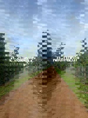 Thanh Lý đất nhanh , đất nông nghiệp trồng nhiều cây ăn quả