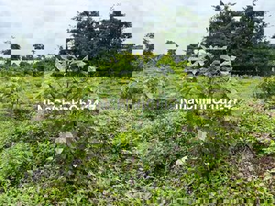 Bán 1 mẫu cafe Lâm San, Cẩm Mỹ rẻ nhất trong khu vực