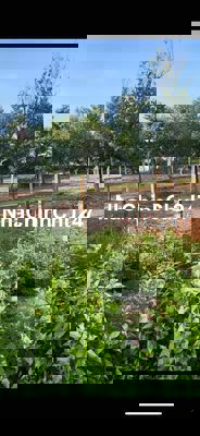 Đất sào có sẵn vườn mít giá 12x24 giá chỉ 240tr