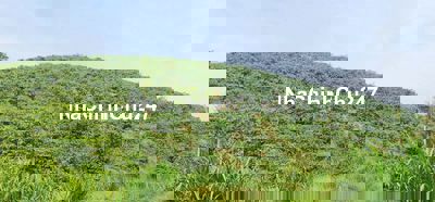 BÁN 8.000 M2 ĐẤT TRỒNG CAPHE XÃ LIÊN ĐẦM, DI LINH