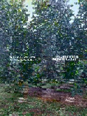 Mình cần bán 3 xào đất cây lâu năm