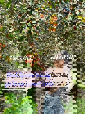 Vườn trái cây giá bé xíu 6120m² 515tr