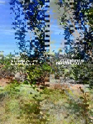 BÁN 7,5HA HÀM TÂN - BÌNH THUẬN