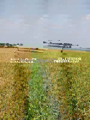 Cần bán gấp 1260m2 đất đường bờ , đường trung lập