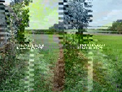 ĐẤT TRỒNG CÂY NÔNG NGHIỆP LÂU NĂM NẰM NGAY QL22 445M2 GIÁ SHOCK 850TR