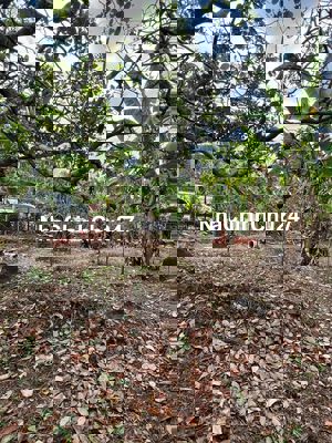 BÁN ĐẤT LÔ ĐẤT VƯỜN 1728m2 TẠI TT LONG GIAO - CẨM MỸ