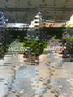 Bán đất vườn, có nhà tôn, cổng ngõ, điện nước 800m2 quy hoạch đất ở