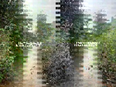 bán đất trồng cây bám suối phù hợp chuyển đổi đất ở