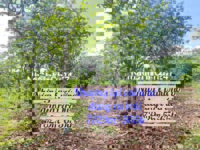 Nhượng lại vườn bơ đang ra trái 7329m² giá 565tr