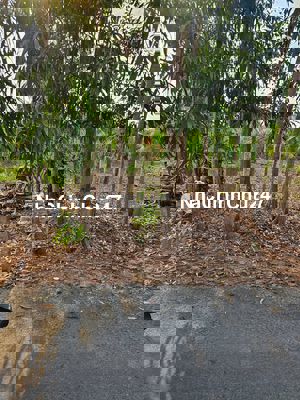 Đất trồng cây hàng năm đường nhựa, từ Nguyễn Hữu Thọ quẹo vô tới liền