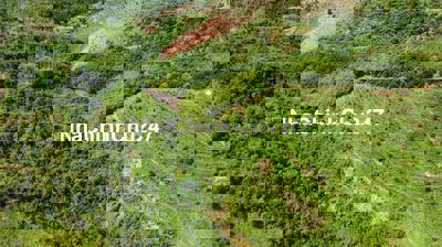 Đất rẫy bazan phù hợp cho vợ chồng trẻ canh tác