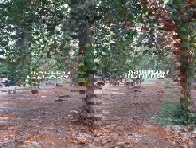 Rẫy điều lâu năm