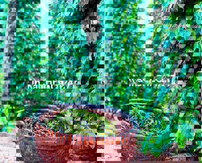 CƠ HỘI VÀNG: BÁN GẤP VƯỜN TIÊU 7025M² XUYÊN MỘC - THU NHẬP 600TR/NĂM!