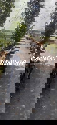 Bán đất đường xe oto tại Cần Giuộc, Long AN