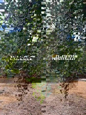 Cần tiền bán nhanh 1000m2 giá 520tr cách tp mới 2km