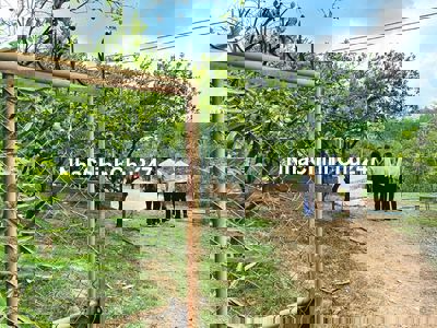 🍊 Bán Gấp Vườn Quýt View Đẹp Gần Suối – Chỉ 400 Triệu/1000m² 🍊 – SHR