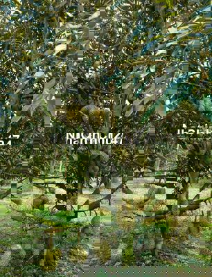 Cần bán vườn sầu riêng