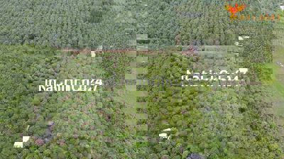 Bán gấp 1 hecta, Hoà Bình, Xuyên Mộc, BRVT