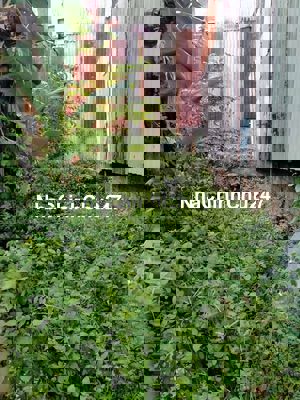 Đất 4x14 sau văn phòng ấp 6B,Quách Điêu