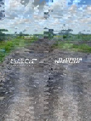 Cần bán 7 công đất trồng khóm ấp Mỹ Lộc, Thạnh Mỹ