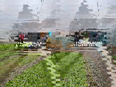 cần sang vườn rau 2000m2 gần chợ tân bình Dĩ An bình dương