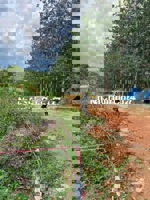 Kẹt Tiền Bán Lỗ Lô Đất Nghỉ Dưỡng