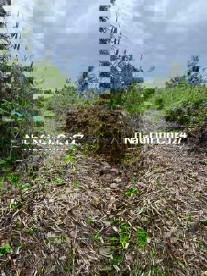 đất câu lâu năm