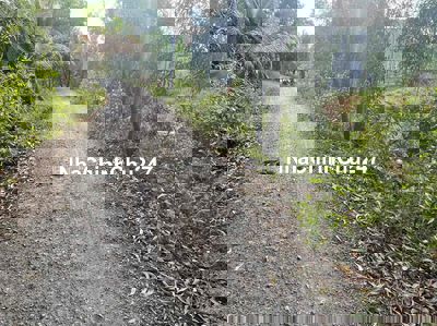 1000m2 đang trồng chanh đg ô tô giá rẻ nhất kv, view kênh mát mẻ