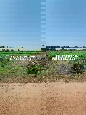 Ông anh cần bán gấp hơn 9 công đất, Dương Minh Châu, 1.9 t