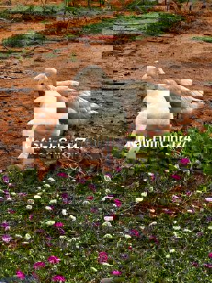 Bán vườn dừa, sát Sân Bay và sân Golf của tập đoàn Sun Group đầu tư