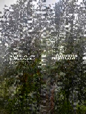 Bán lỗ 2,200m2 đất vườn cách nhựa chỉ 150m giá 699triệu