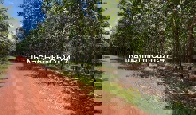 Bán 3 ha đất vườn cao su tại thị xã Chơn Thành, Bình Phước