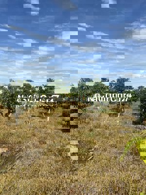 Mình cần bán mảnh đất ở xã Bình An, Bắc Bình, Bình Thuận