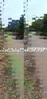 Đất trồng Điều lâu năm, 1550m2, nở hậu, Hoà Bình, Xuyên Mộc