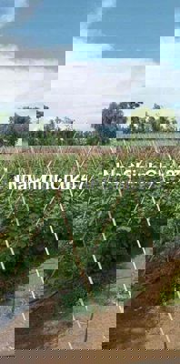 2000m2 Xuân Tây Gần Đường  770b đi Sân bay Long Thành