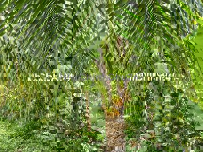 Vườn cây trái Bà Rịa