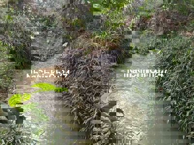 14 ngàn/ 1m  vườn rẫy gần Đà Lạt Nha Trang