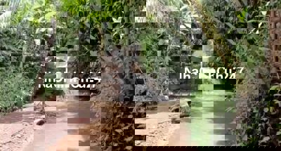 Bán 2ha vườn mắc ca suối thác mini đẹp