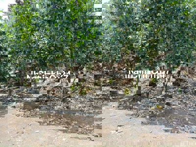 BÁN 10.000m2 ĐẤT TẠI THỊ TRẤN TÂN CHÂU, HUYỆN TÂN CHÂU, TÂY NINH