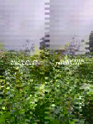 Chính chủ gửi bán lô đất View Núi đối diện khu Du lịch Đông Tam Đảo