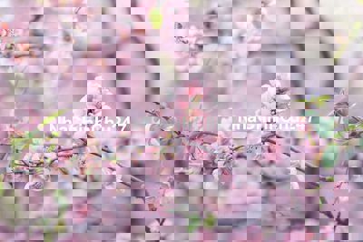 Chính chủ - Cần tiền trả nợ bán gấp