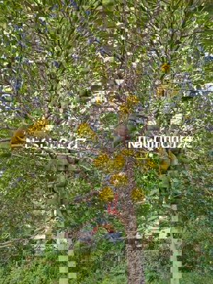 Chủ kẹt tiền. Bán đất 450 triệu. Giá rẻ bất ngờ