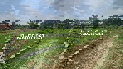 bán dất 31,8x30 lô2 trần quang diệu, tân phước, tx lagi. 300m2 thổ cư