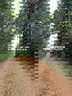 ngợp bán nhanh vườn sầu tiêng thu mạnh có thổ cư bám hồng tại bảo binh