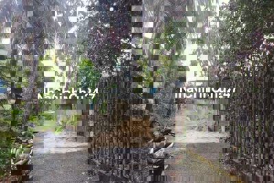 Đất Vĩnh Phú đường xe hơi thông