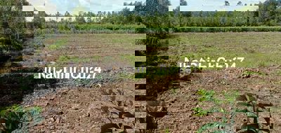 Chủ cần bán lo đất lúa 3838mv giá 1ty250. Thương lượng nhẹ