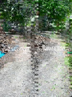 Bán đất 1173m2 cách nguyễn thị lầu 400m có 10x30 thổ H.Tân Trụ,Long An