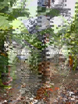 Lô Đất SHR full thổ DT 5x20 Đông Thạnh HM giáp Q12 đg xe hơi 5m 2ty700