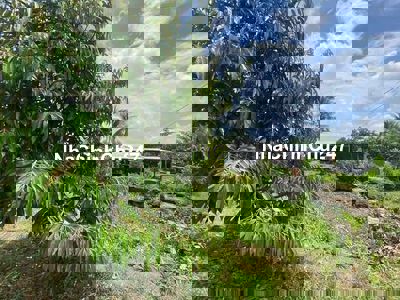 Bán 2500m2 đất thị trấn sổ riêng tặng nhà vườn chính chủ